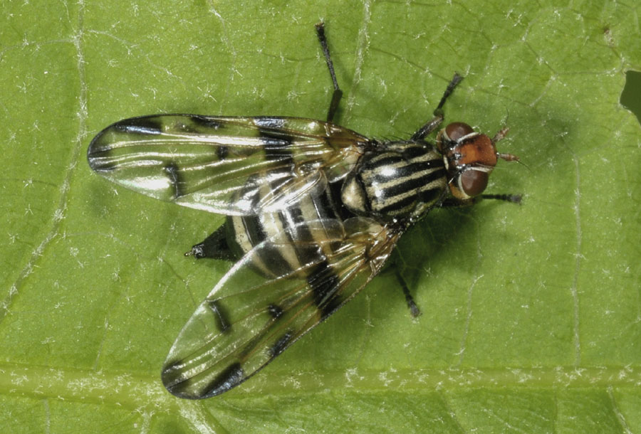 Ulididae: Otites formosa, femmina